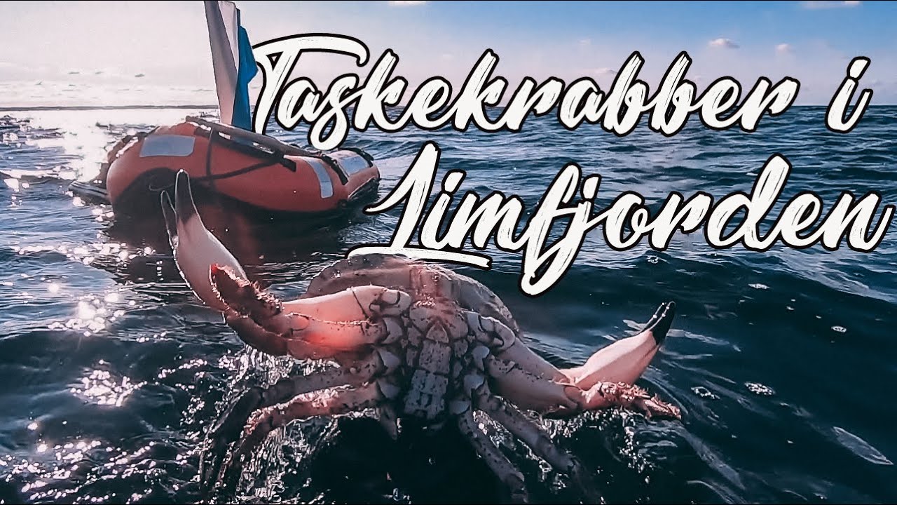 Uvjagt - Taskekrabber i Limfjorden