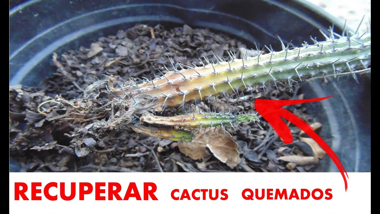 COMO RECUPERAR CACTUS PODRIDO