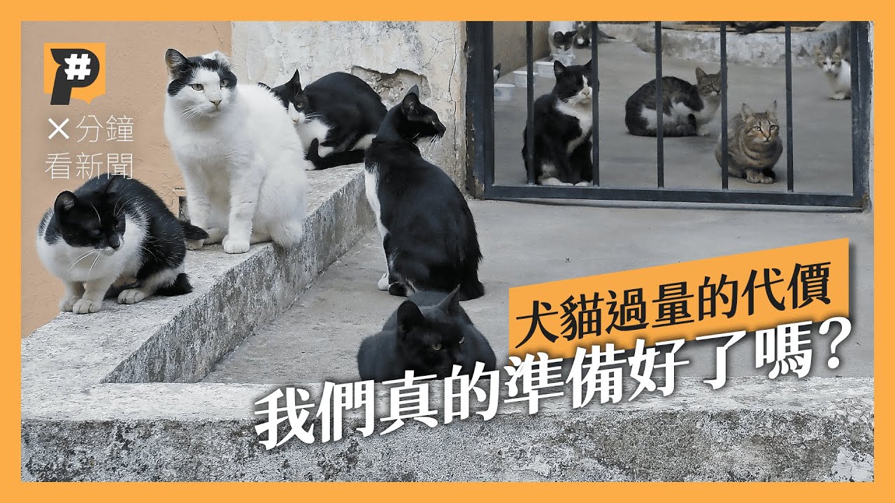 全台毛孩增加中！犬貓過量的代價——我們真的準備好了嗎？｜公視P# 新聞實驗室