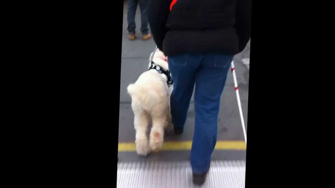 Martin Gaus Geleidehond Easy grote Poedel op Amsterdam CS maart 2, 2013 nr1