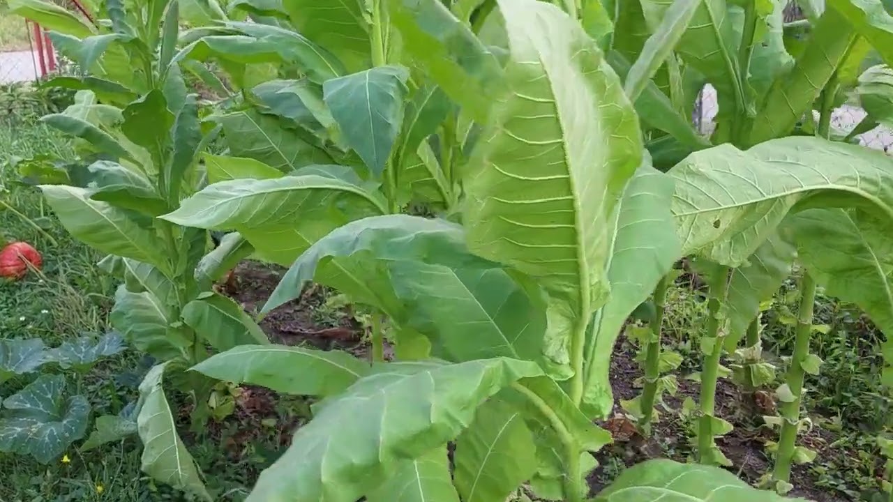 Die Ernte der Tabakpflanzen schreitet voran!