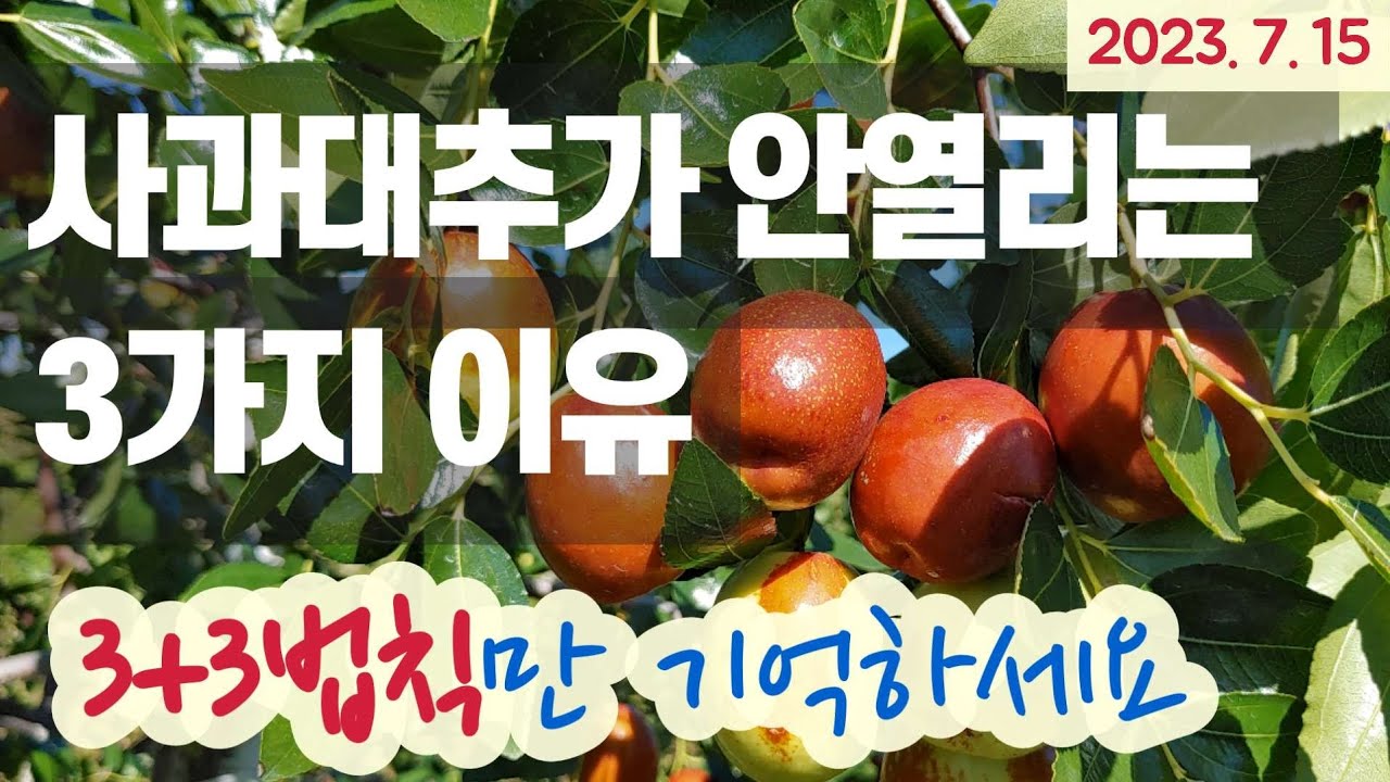 사과대추가 안열리는 3가지 이유 - 
