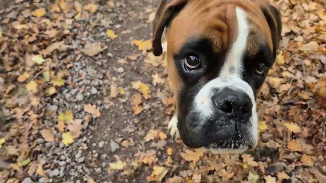 Achille sur le sentier de randonnée EVA retour en direction de Vitteaux (21)
