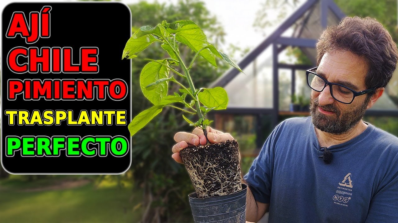 Cómo Trasplantar Ajíes (Pimiento – Chile): Fertilización, Riego y Cuidados - Guía Paso a Paso