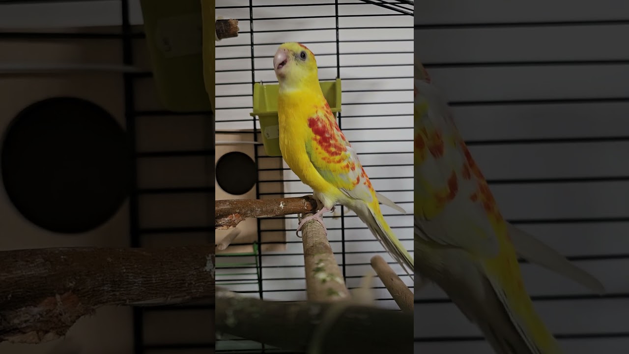 Red-Rumped Parrot singing