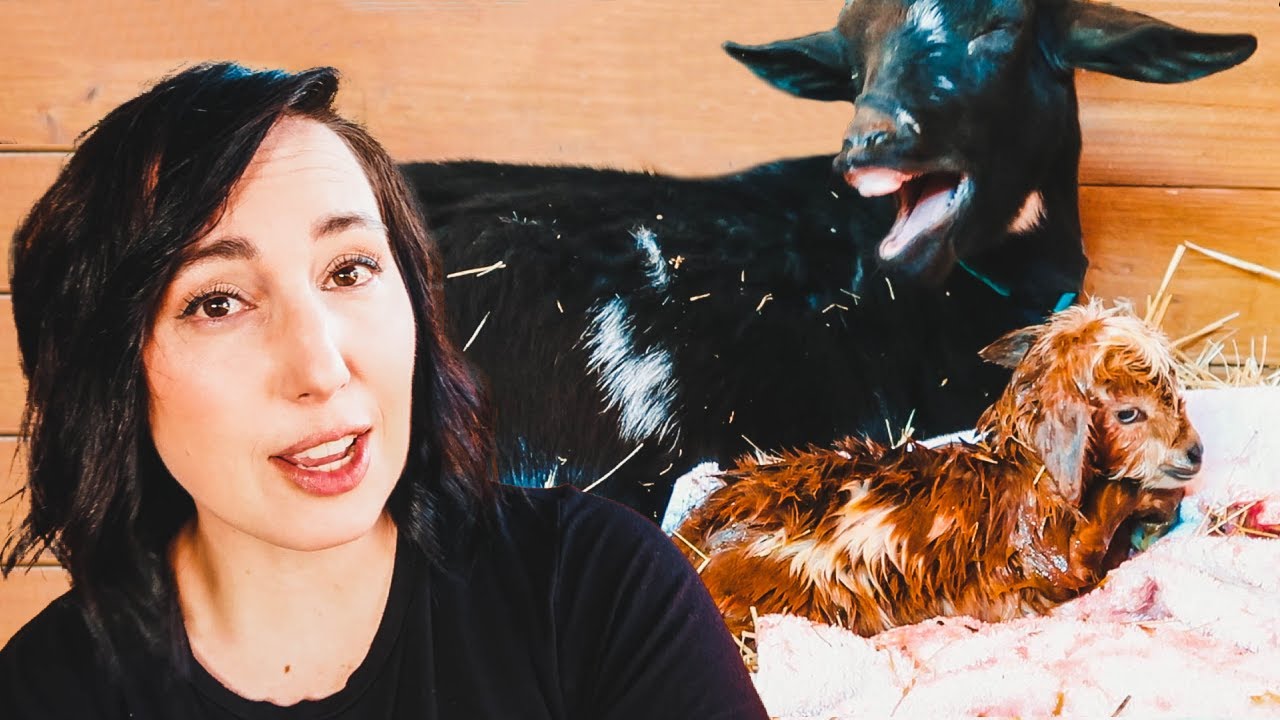 Keep pushing MAMA...there's more coming! (miniature goat labor & delivery)