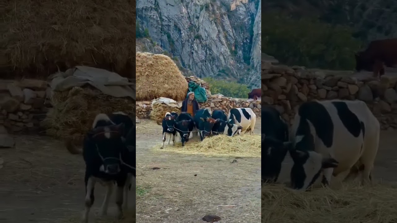 Old Culture of Gilgit Baltistan | Tradetion of Gilgit Baltistan | Shina Song | 