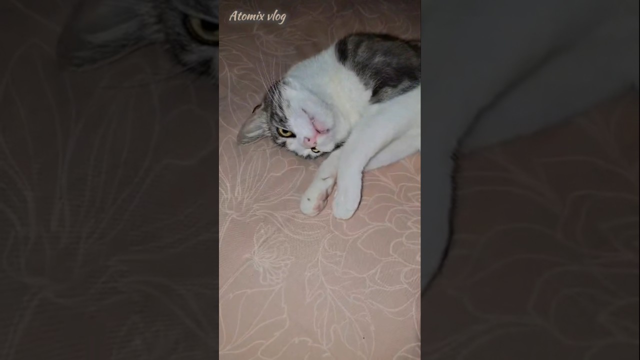 #cat