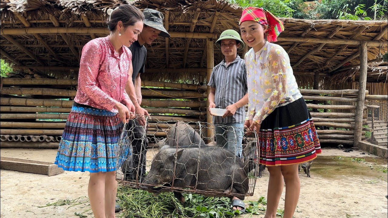 Sell ​​pigs, Harvesting red beans for breeding, Vàng Hoa