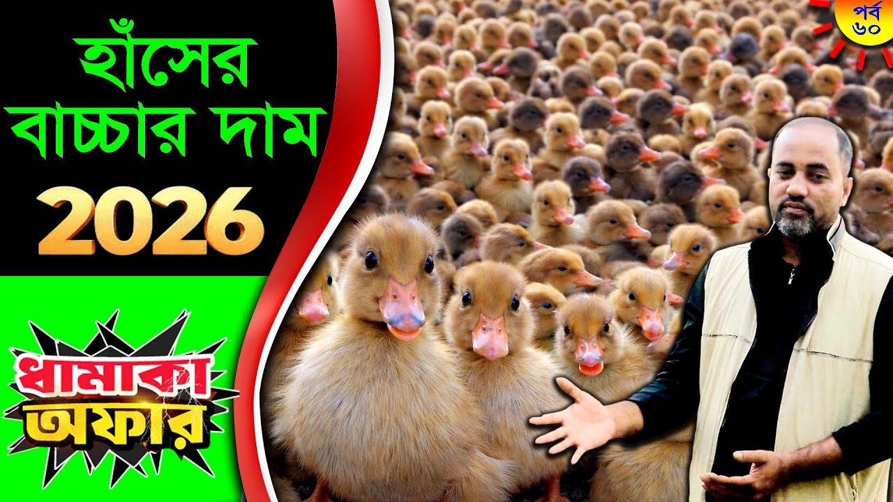 ধামাকা অফার! হাঁসের বাচ্চার দাম ২০২৬ | আজ হাঁসের বাচ্চা কত টাকা | SHK হাঁসের খামার