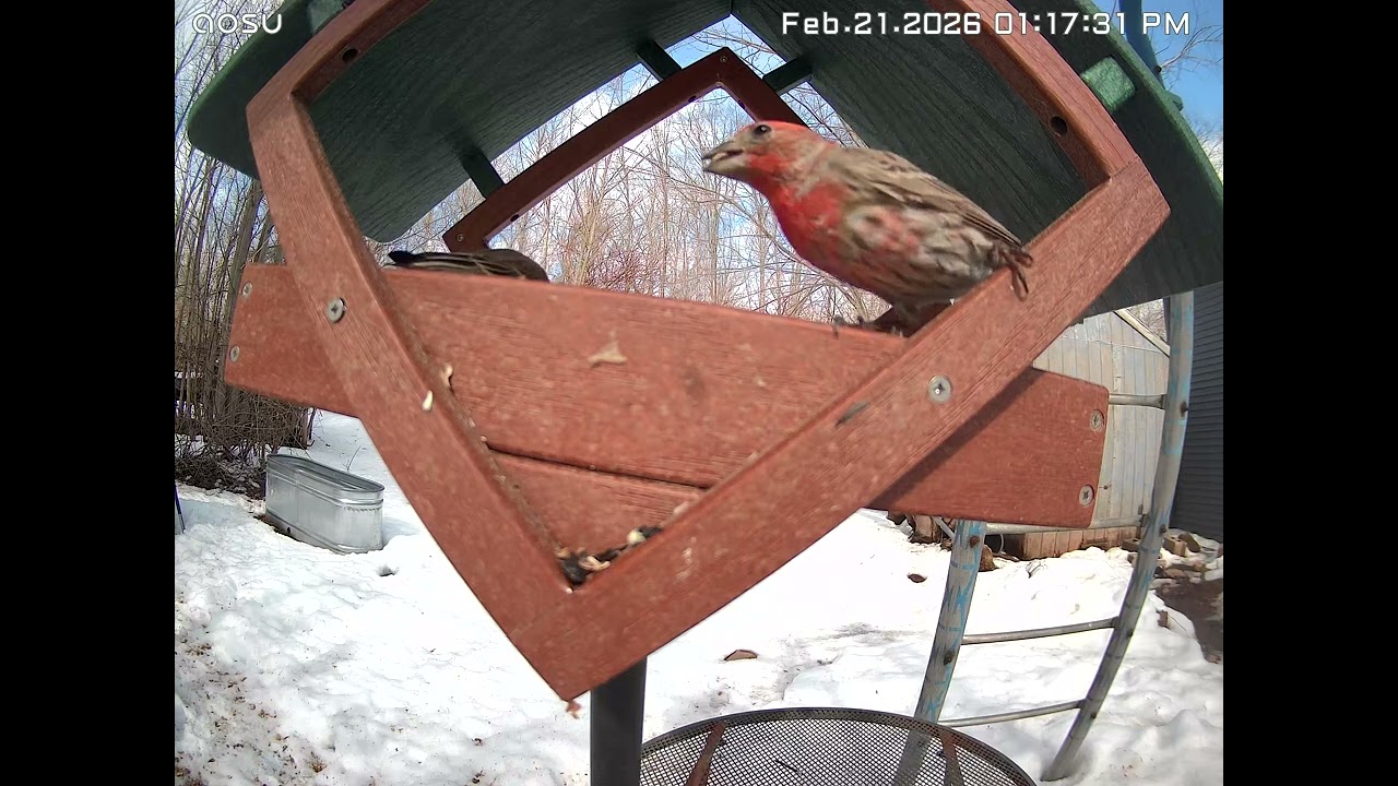 Male House Finch feeding Female Baby Female 