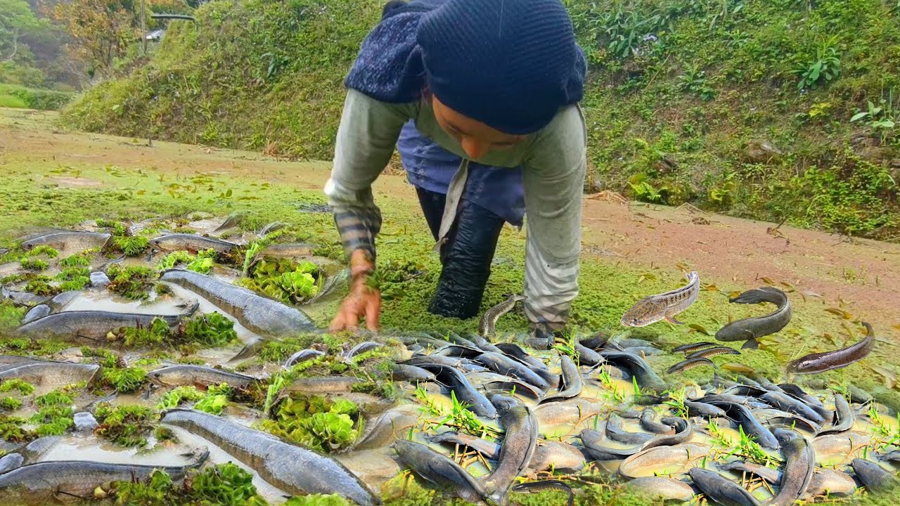 Farmers life from the hills of Nagaland@nagalocalproduction