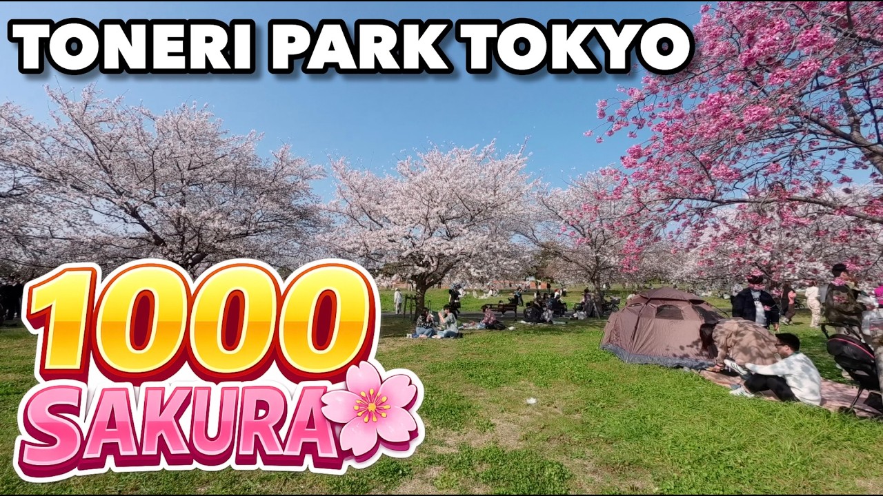 1000 цветущих вишневых деревьев в Токио 🌸 Парк Тонери