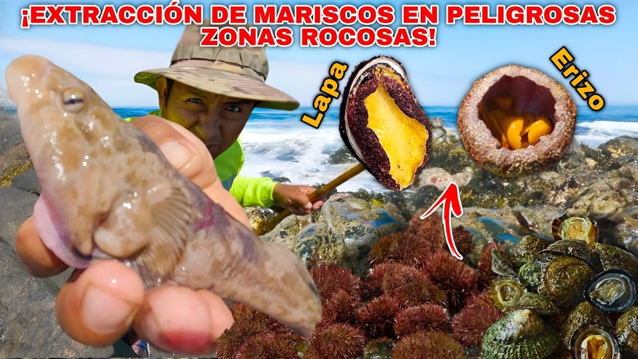 Extracción PELIGROSA de MARISCOS en ZONAS ROCOSAS. Así fue como capturé a los PEJESAPOS