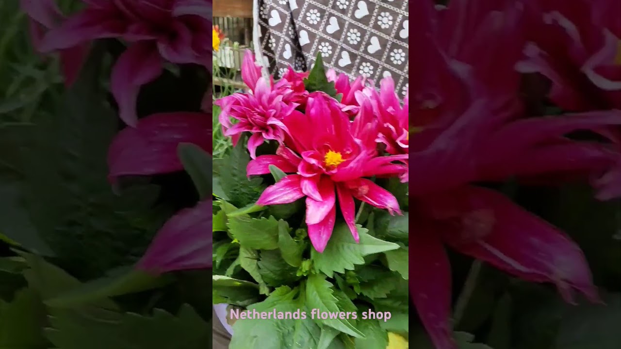 Netherlands flowers shop, Нидерландский магазин цветов 