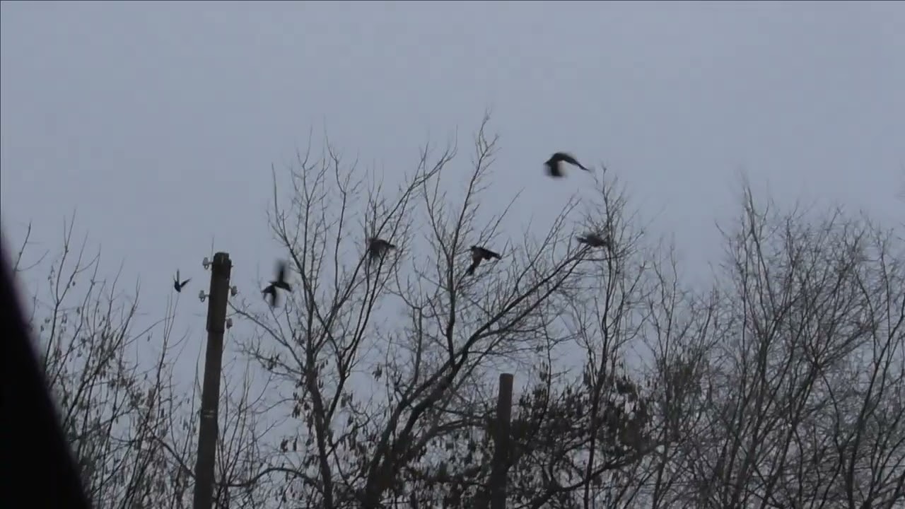 Crow Hunting dec 22