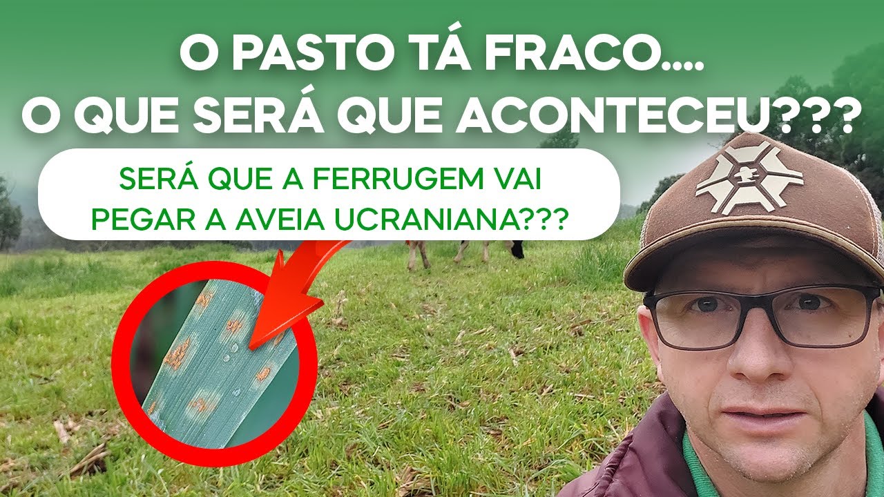 O Pasto t&aacute; fraco. Ser&aacute; o que aconteceu??? A ferrugem vai pegar a Aveia Ucraniana??? (v.153)