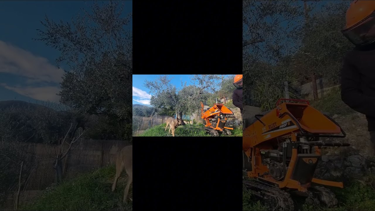 Élimination des branches d'olivier par broyage.