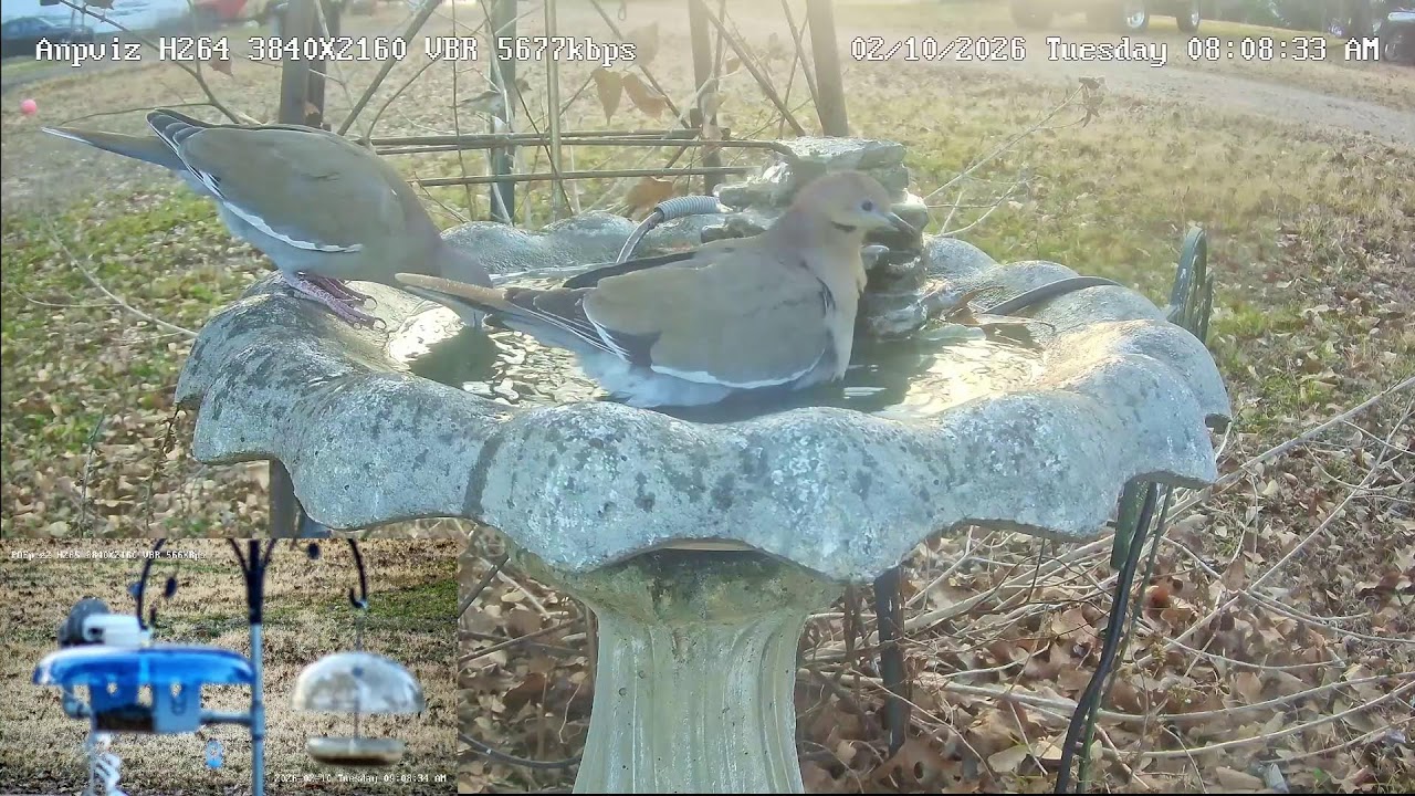 Birdbath! Live!!