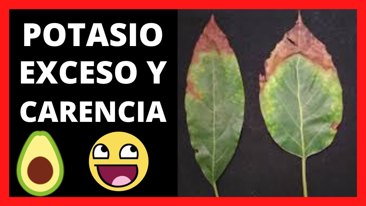 Deficiencia y Exceso de POTASIO En El AGUACATE O Palto 🥑