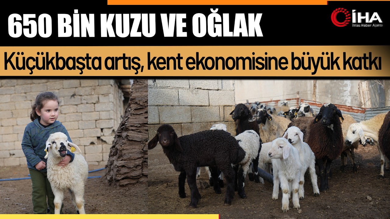Muş’ta 650 bin kuzu ve oğlak doğumu bekleniyor