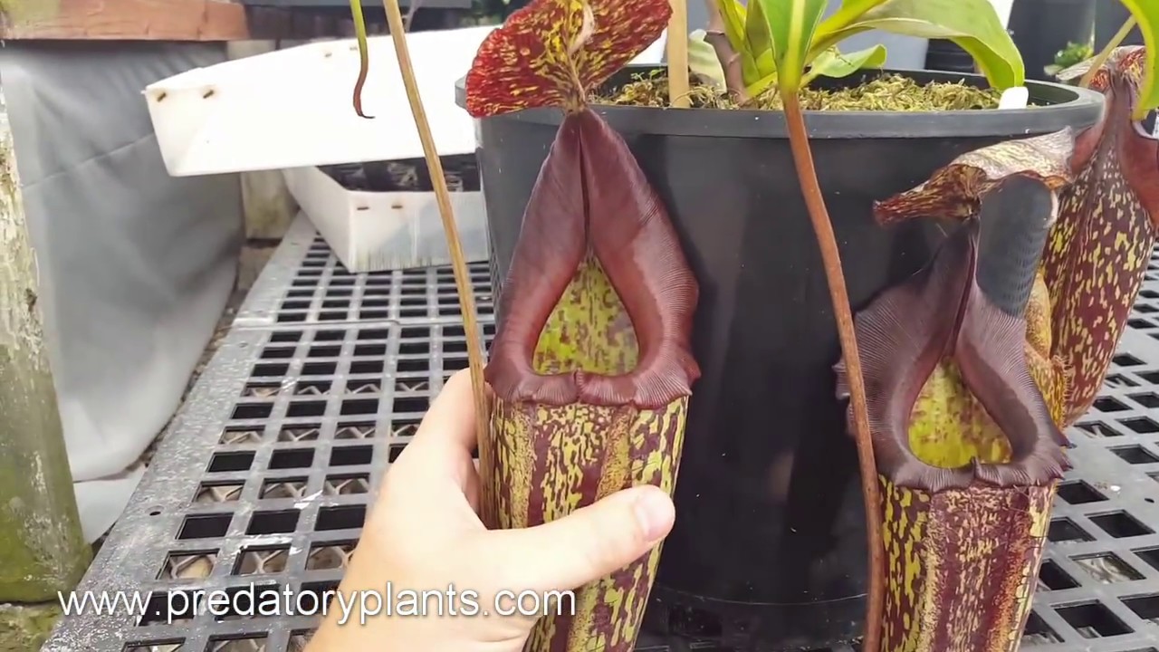 Species Spotlight: Nepenthes maxima 