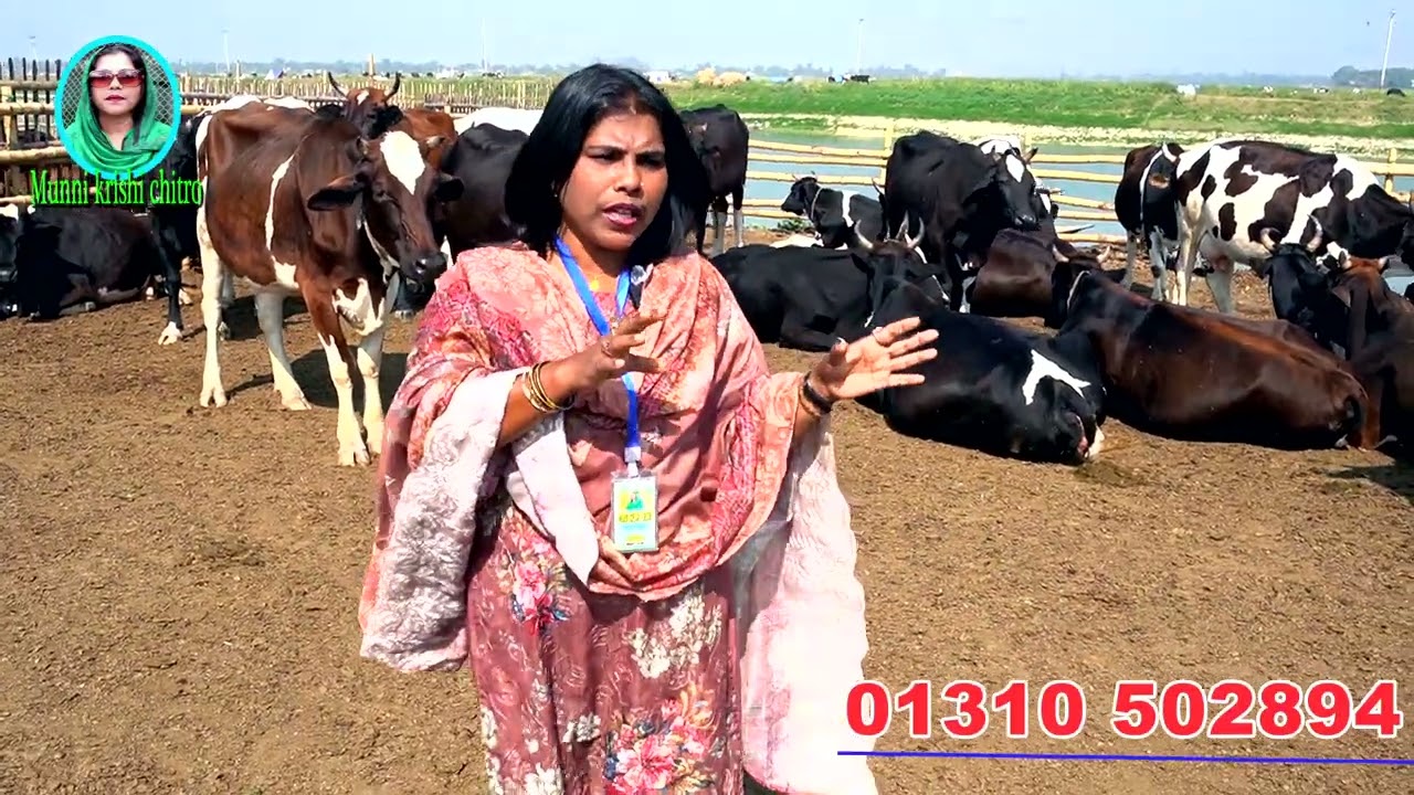 বাংলাদেশের সর্ব বৃহৎ গরুর বাথান   MUNNI KRISHI CHITRO