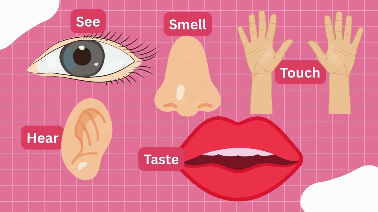 Our Five Senses for Kids |Sight, Hearing, Smell, Taste & Touch Explained #fivesenses #scienceforkids