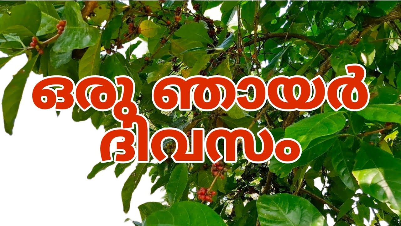 ഒരു ഞായർ ദിവസം ❤️ #farming #kerala #uaemalayali #ukmalayalis #india #viral #viralvideos #dailyvlog 