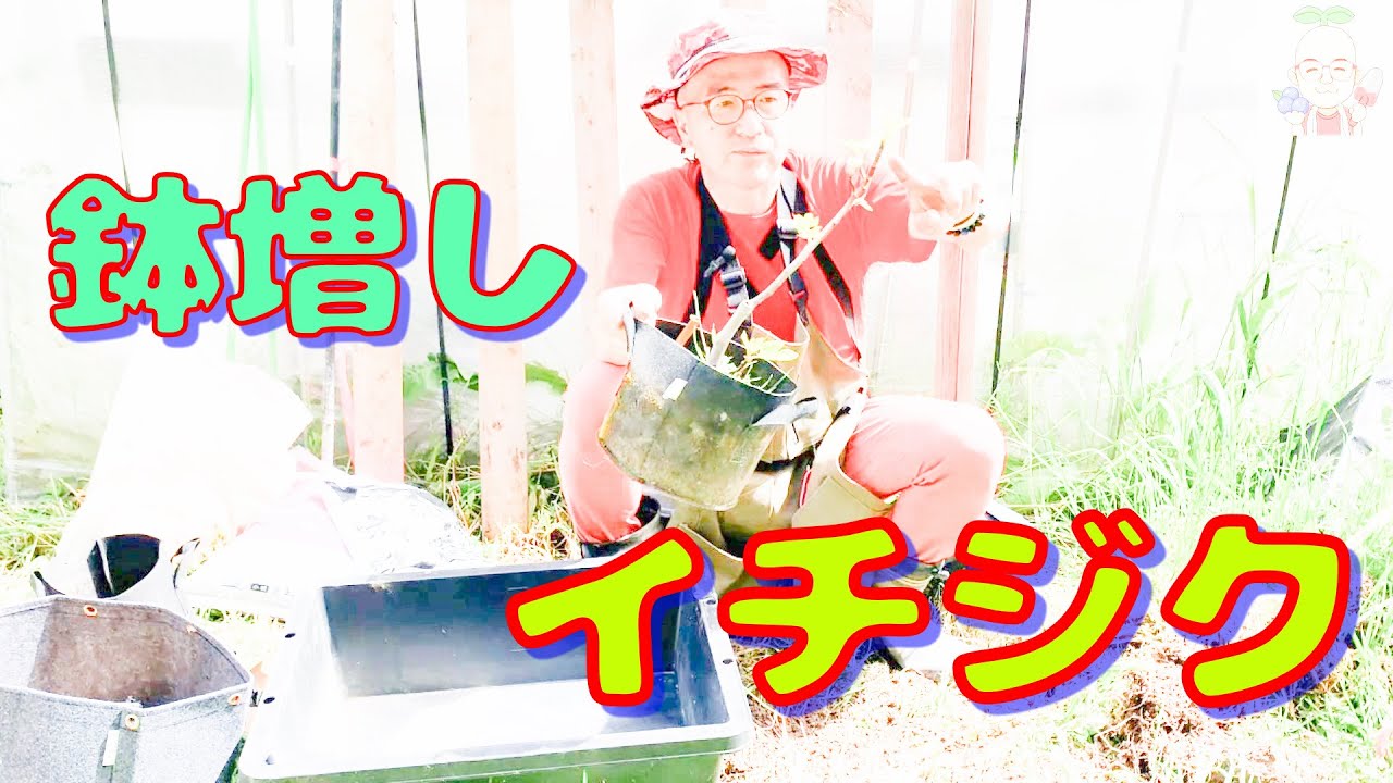 第84回「挿し木したイチジクの鉢増し」の巻【ド素人果樹栽培】