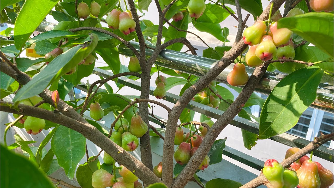 Chia sẻ cách làm bông và chăm sóc cây mận An Phước trồng chậu.