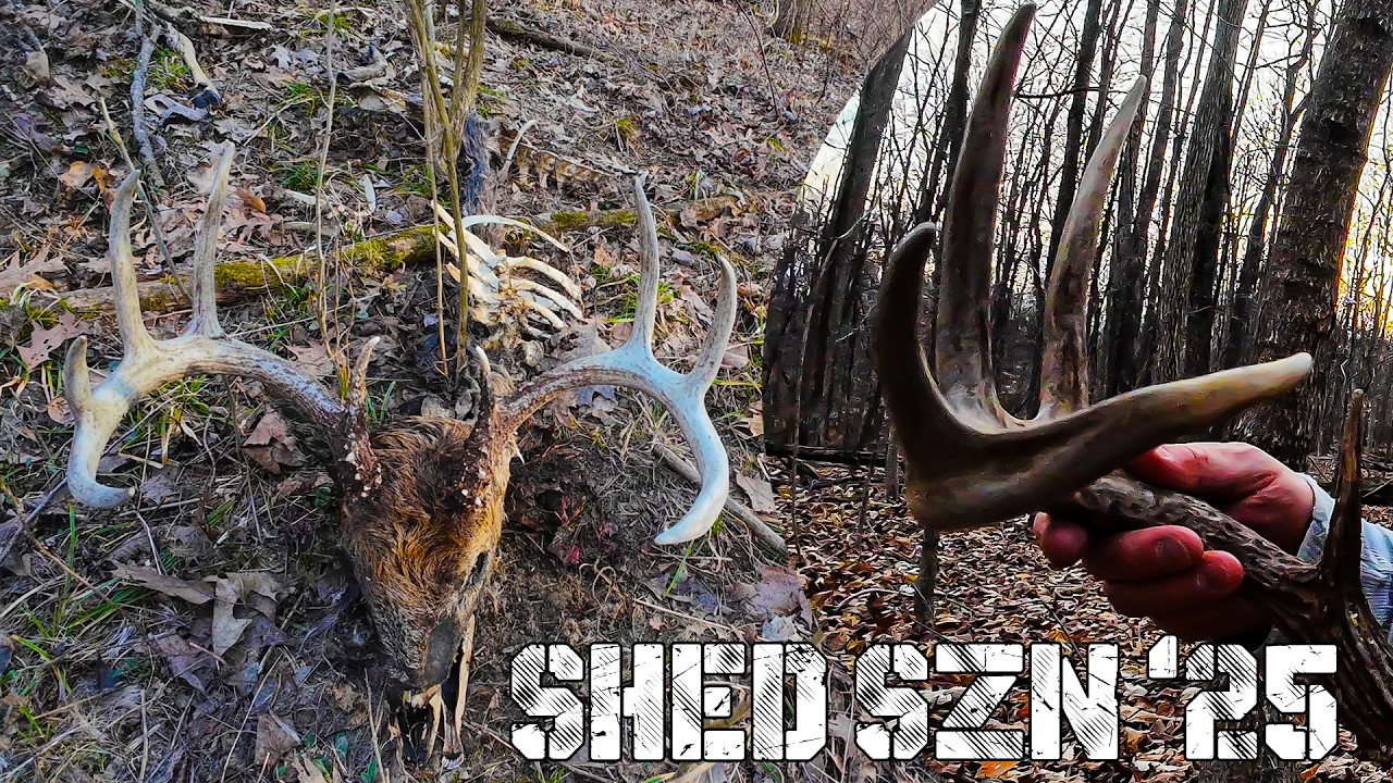Shed Hunting Success! Finding Antlers from Hit List Bucks & Deadheads | 2025 Shed Season
