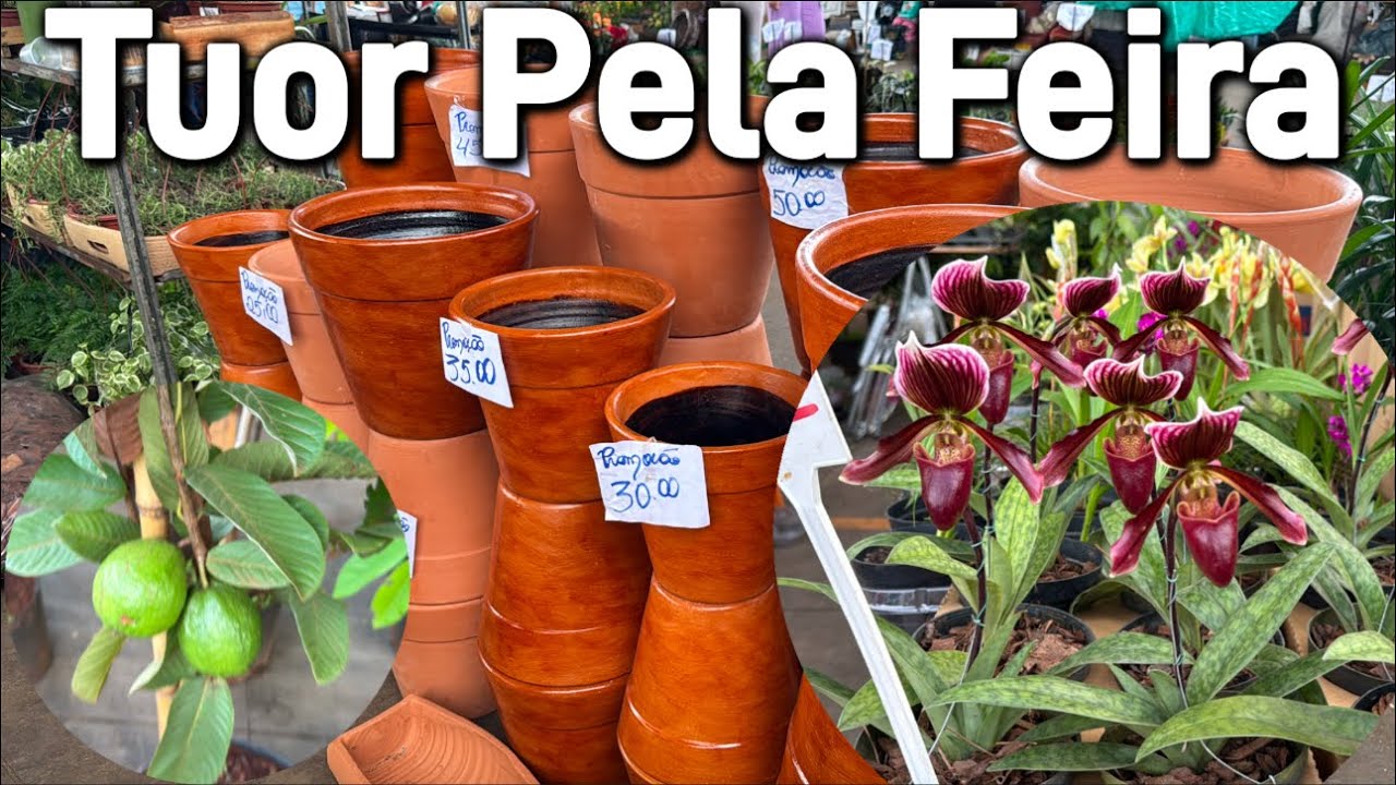 Feira de Domingo - plantas a partir R$2,00