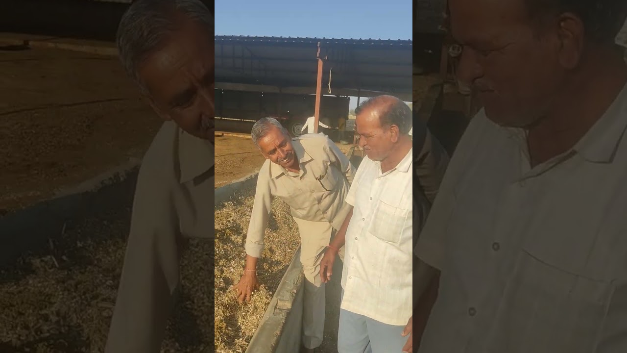 चंद्र ग्रहण पर गौ शाला मे सेवा, गौ माता की लापसी