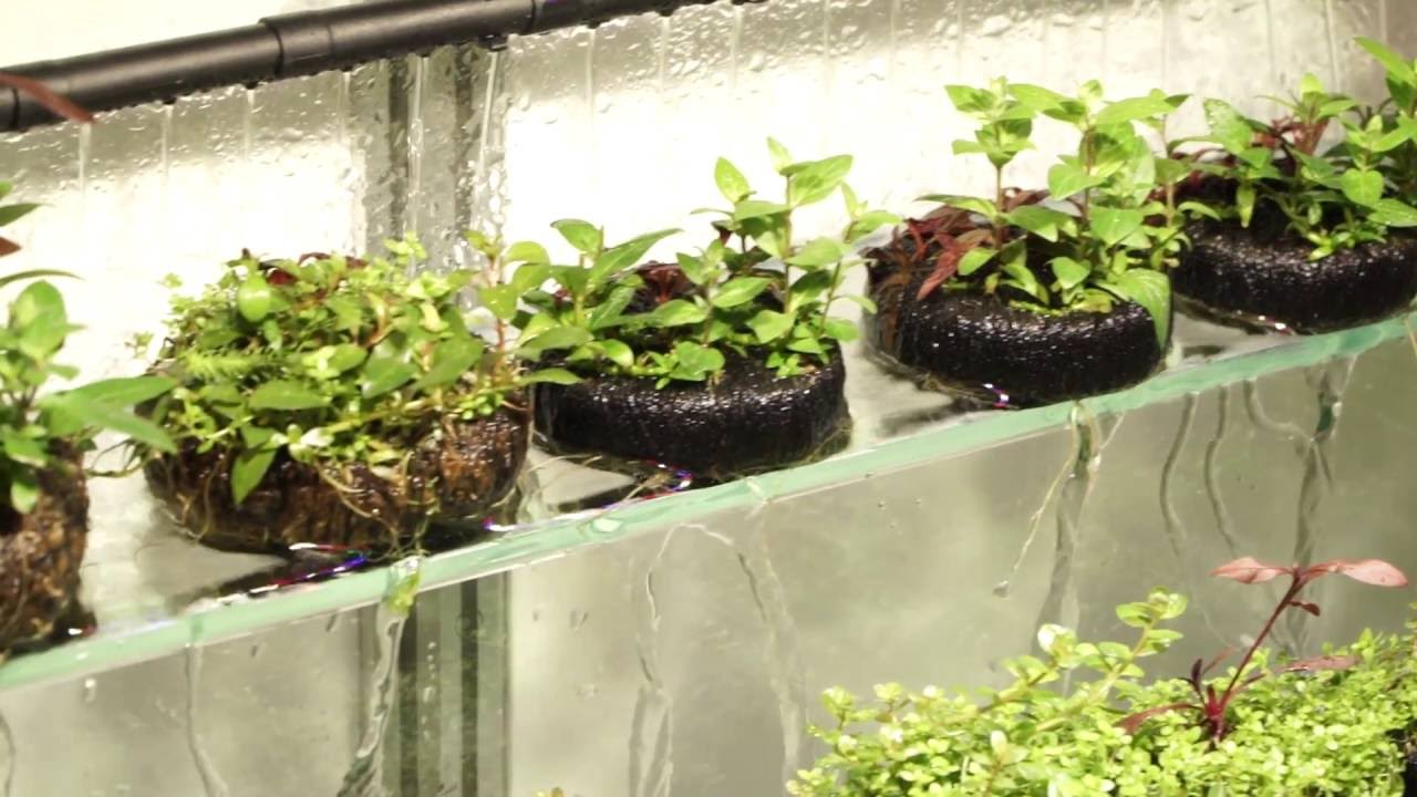 Ваби-куса для аквариумов (wabi-kusa for aquariums)