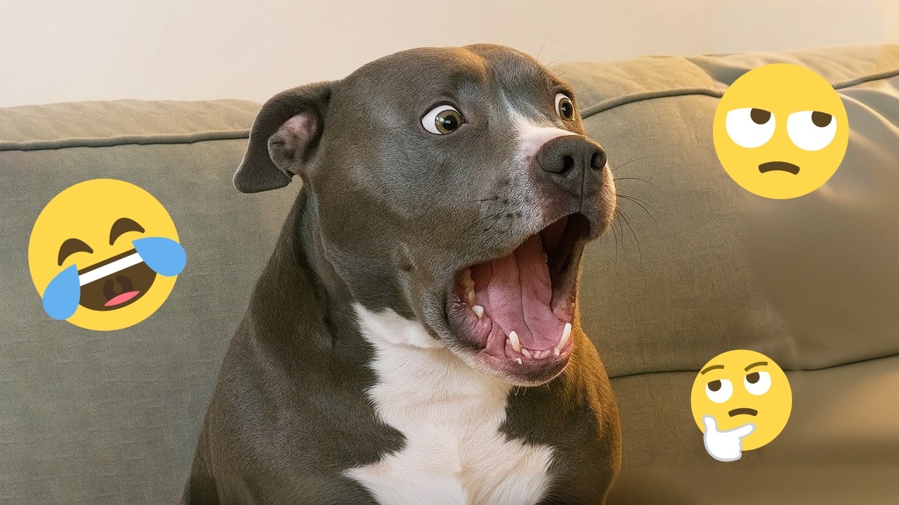 You Will Die Laughing At These Dogs 🐶 Best Animal Video Compilation You Can’t Miss 🤣 #20