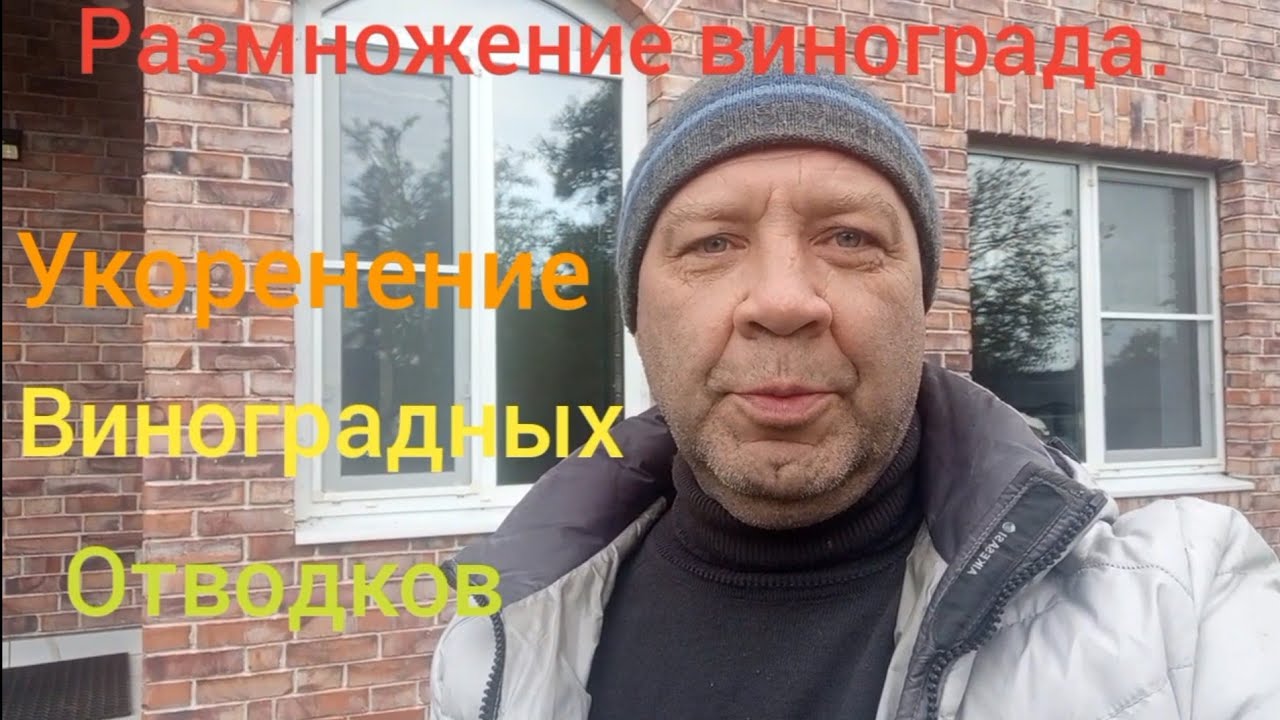 Размножение винограда отводками. Укоренение лозы.
