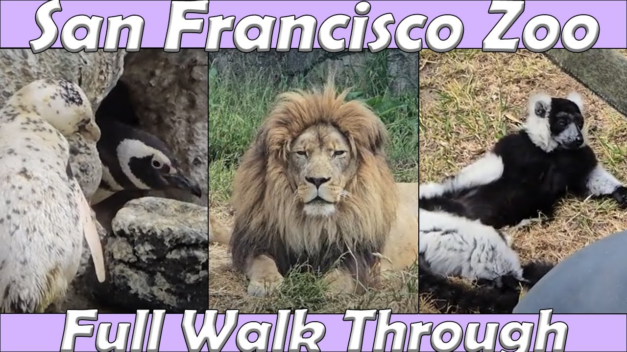 Walk Through: San Francisco Zoo in San Francisco, CA. (May 9th, 2025)