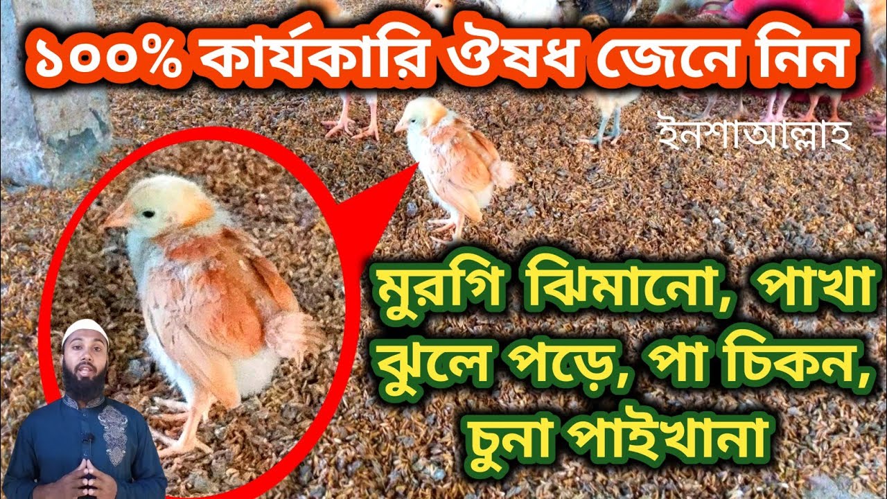 সোনালি মুরগি ঝিমাচ্ছে, পাখা ঝুলে পড়ে, পা চিকন ও চুনা পাইখানার ১০০% কার্যকারি ঔষধ।