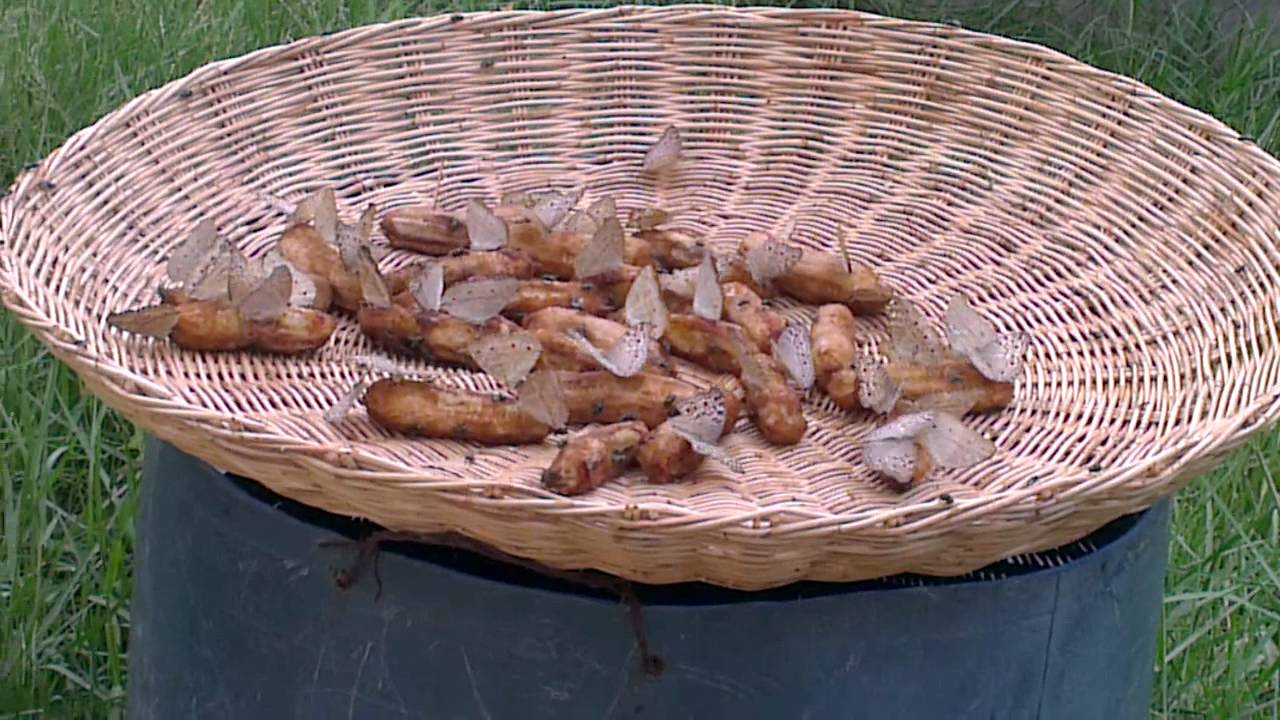 Crazy town | Butterfly​ eats banana