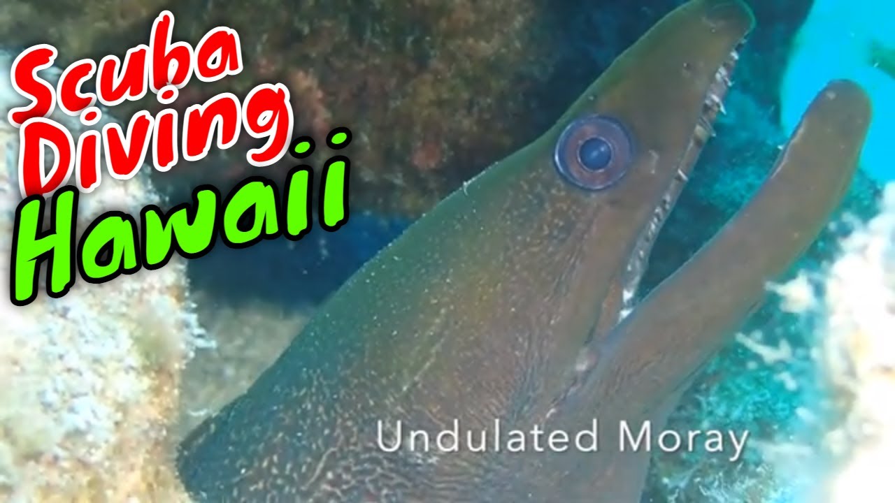 Kona Scuba Diving The Hunt for Critters | Kona Honu Divers