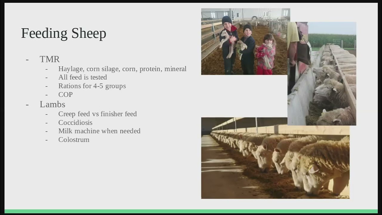 Ускоренный окот на ферме Circle R Livestock