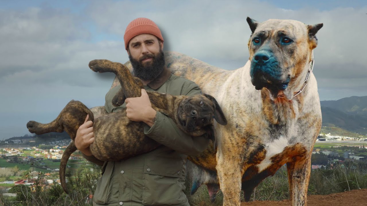 5 mitos sobre el Presa Canario