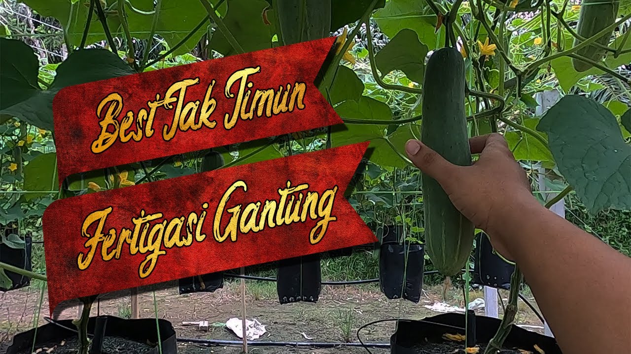 SEBAB-SEBAB SERONOK TANAM TIMUN SECARA FERTIGASI GANTUNG