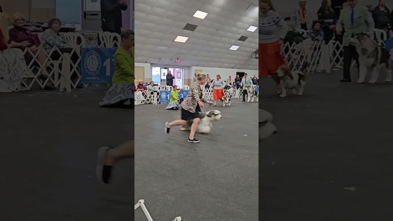 San Fernando Kennel Club – Best in show, January 23, 2026