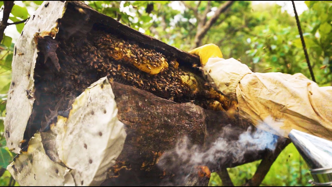 Upendo Honey Documentary - Full version