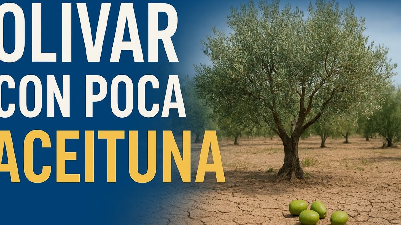 🟥 ¿Por Qué Mi Olivar DA POCA ACEITUNA? Detectamos el Problema y la Solución 