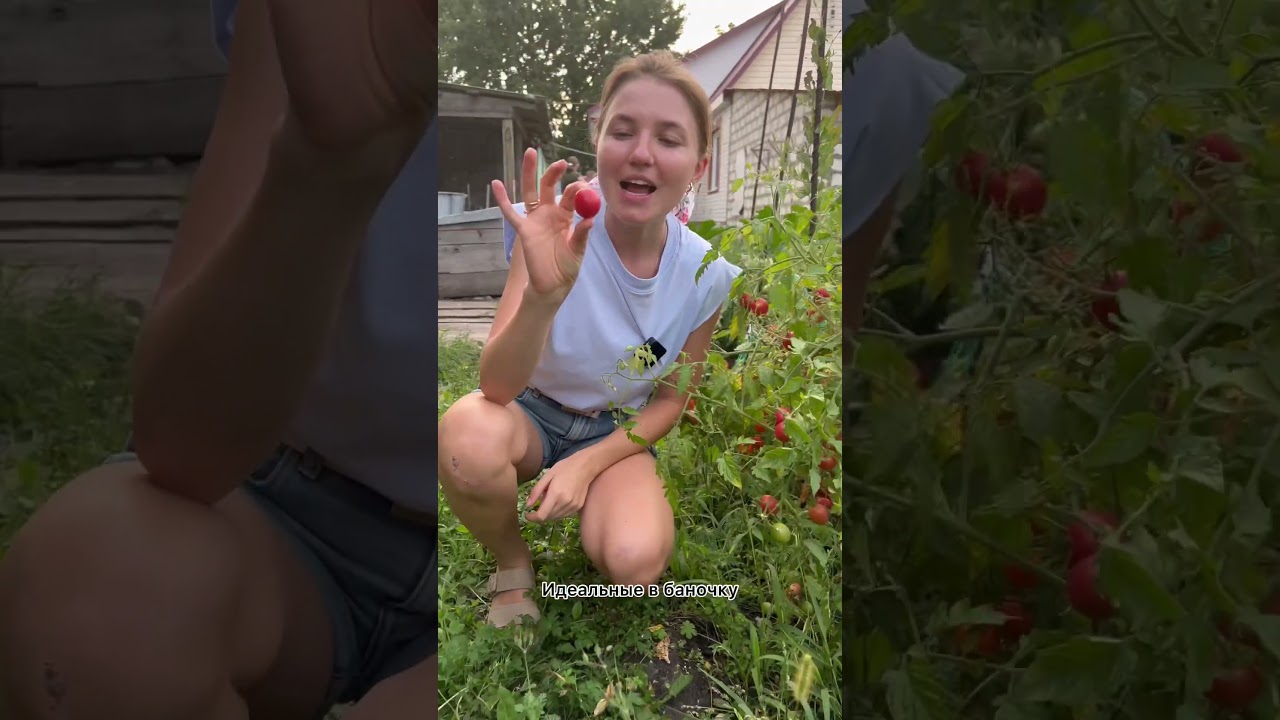 Томат который ОЧЕНЬ хвалит эксперт🍅Томат Суперчеррик Сибирской селекции | обзор УСАДЬБА-СЕМЕНА