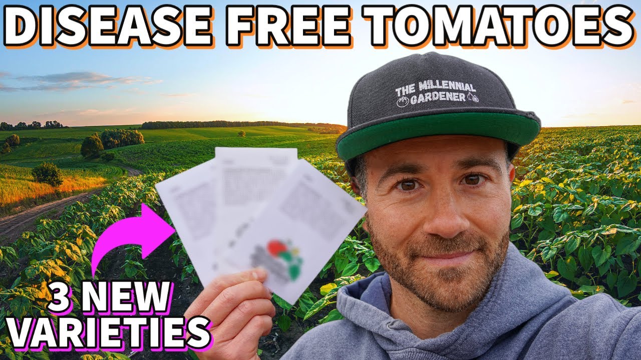3 NEW Disease Resistant Tomatoes I'm Growing In 2023