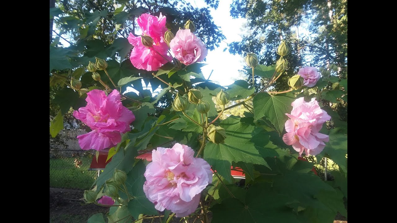 How to harvest seeds from a Confederate Rose Hibiscus aka Hibiscus Mutabilis